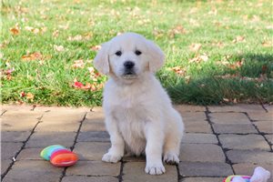 Lori - puppy for sale