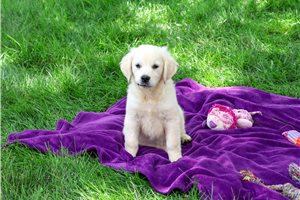 Stella - Golden Retriever for sale