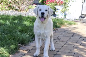 Stella - Golden Retriever for sale