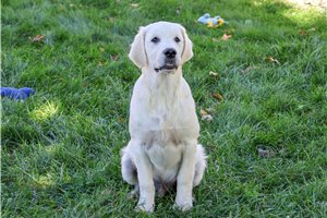 Stanford - Golden Retriever for sale