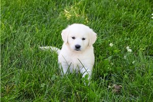 Boone - Golden Retriever for sale