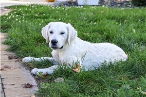 Storm - Golden Retriever for sale