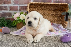 Storm - Golden Retriever for sale