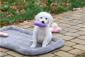Vivie - Golden Retriever for sale