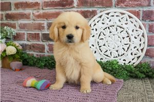 Mimi - Golden Retriever for sale