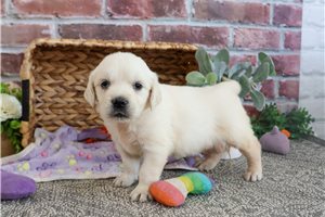 Starla - puppy for sale