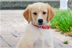 Alexander - Golden Retriever Puppy 1571AA | Pawrade