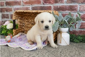 Steph - Golden Retriever for sale