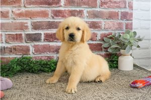 Minerva - Golden Retriever for sale