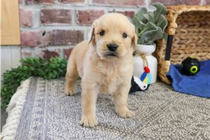 Nugget - puppy for sale