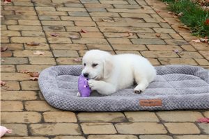 Fern - puppy for sale