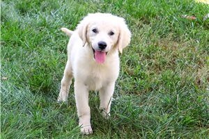 Starla - Golden Retriever for sale