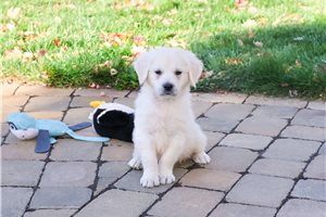 Jared - Golden Retriever for sale