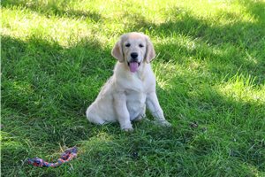 Minsa - Golden Retriever for sale