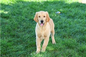 Nugget - Golden Retriever for sale