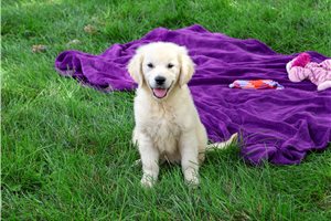 Storm - Golden Retriever for sale