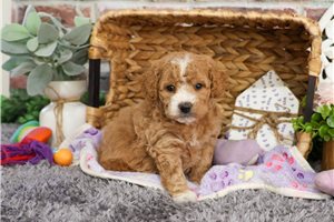 Julia - puppy for sale