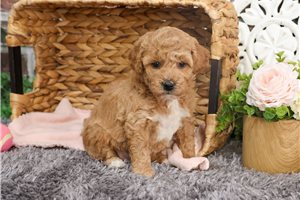 Hailey - puppy for sale