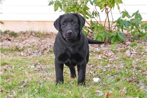 Shadow - Labrador Retriever for sale