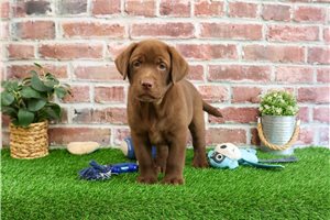 Elliot - puppy for sale