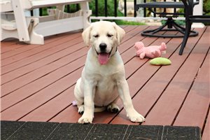 Zarina - Labrador Retriever for sale