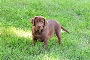 Emanuel - puppy for sale