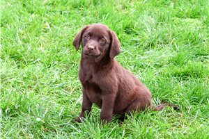Renee - Labrador Retriever for sale