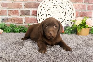 Muffin - puppy for sale