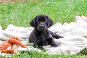 Brianna - Labrador Retriever for sale