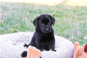 Shane - puppy for sale