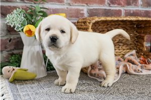 Indie - Labrador Retriever for sale