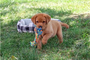 Deeks - Labrador Retriever, placed in South Bend / Michiana
