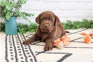 Finnick - Labrador Retriever for sale
