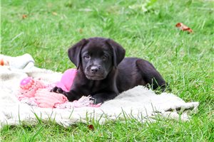 Bitsy - Labrador Retriever for sale