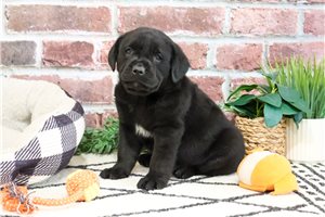 Eric - puppy for sale