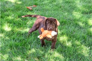 Hershey - Labrador Retriever for sale