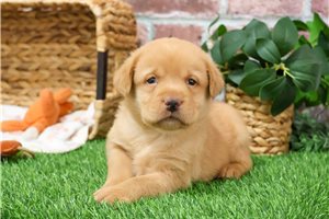 Freddie - puppy for sale