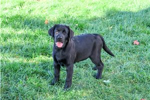 Tatiana - Labrador Retriever for sale