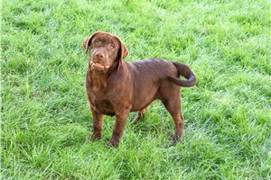 Hershey - Labrador Retriever for sale