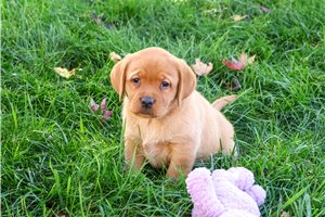 Rainy - Labrador Retriever for sale