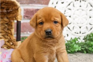 Mila - puppy for sale