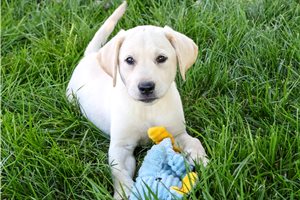 Niles - Labrador Retriever for sale