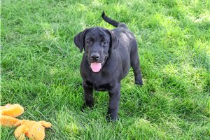 Ronin - Labrador Retriever for sale