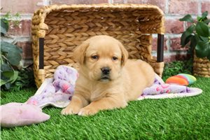 Fergie - Labrador Retriever for sale