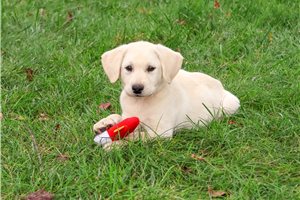 Norris - Labrador Retriever for sale