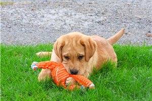 Finn - Labrador Retriever for sale