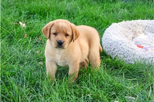 Dessa - puppy for sale