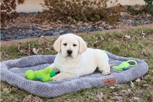 Indigo - Labrador Retriever for sale
