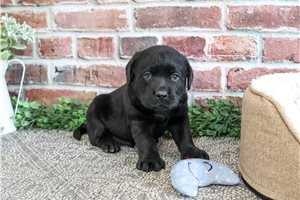 Talon - Labrador Retriever for sale