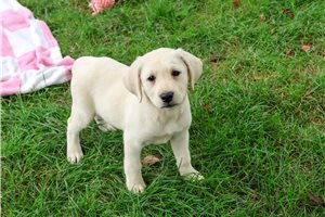 Nyla - Labrador Retriever for sale